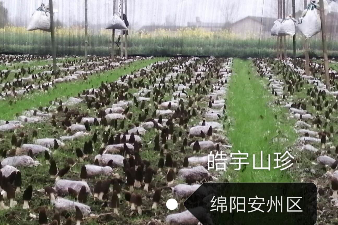&#72;&#74;&#67;&#40644;&#37329;&#22478;